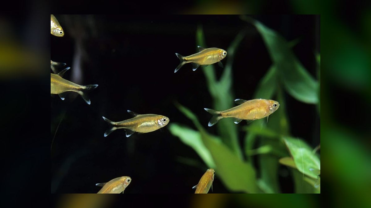 Top 10 Species of Community Tetras for Beginner Aquarists in 2027 — figure 9