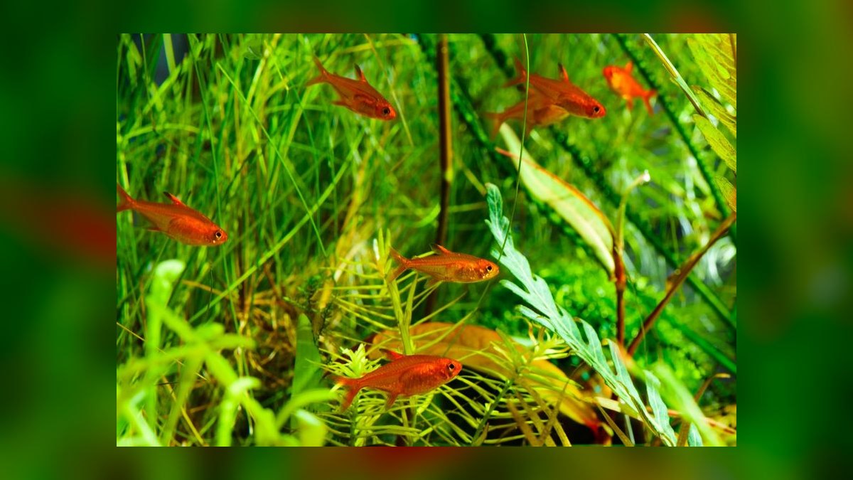 Top 10 Species of Community Tetras for Beginner Aquarists in 2027