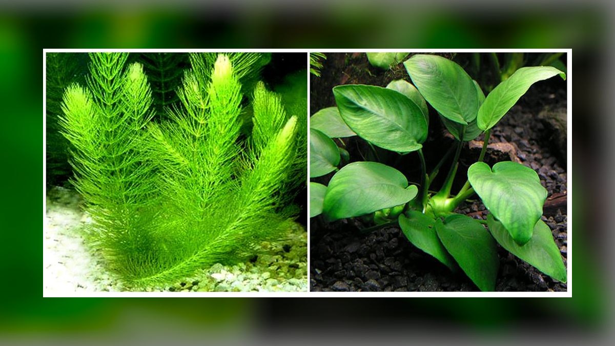 Top 10 Types of Live Aquarium Plants That Require No CO2 Injection — figure 1