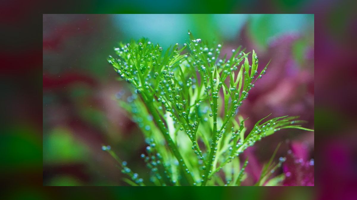 Top 10 Types of Live Aquarium Plants That Require No CO2 Injection — figure 10
