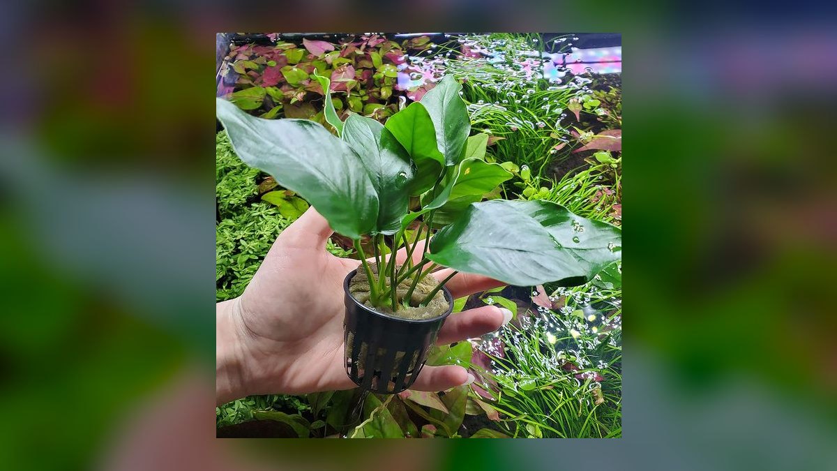 Top 10 Types of Live Aquarium Plants That Require No CO2 Injection — figure 2