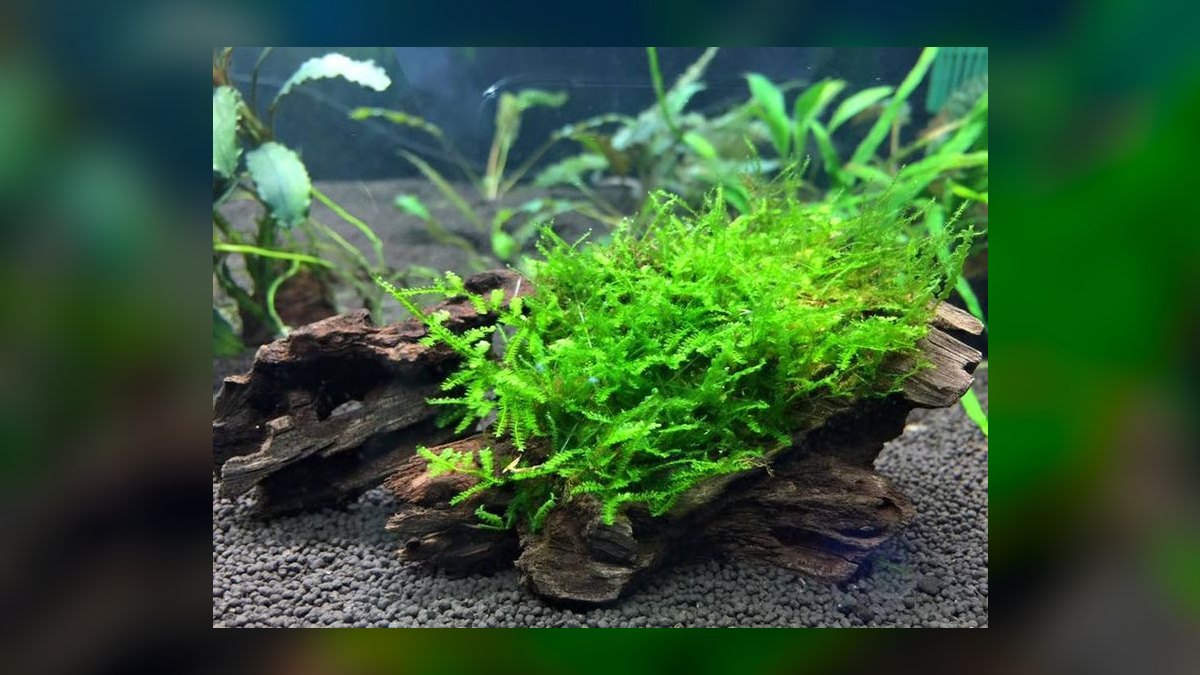 Top 10 Types of Live Aquarium Plants That Require No CO2 Injection — figure 3