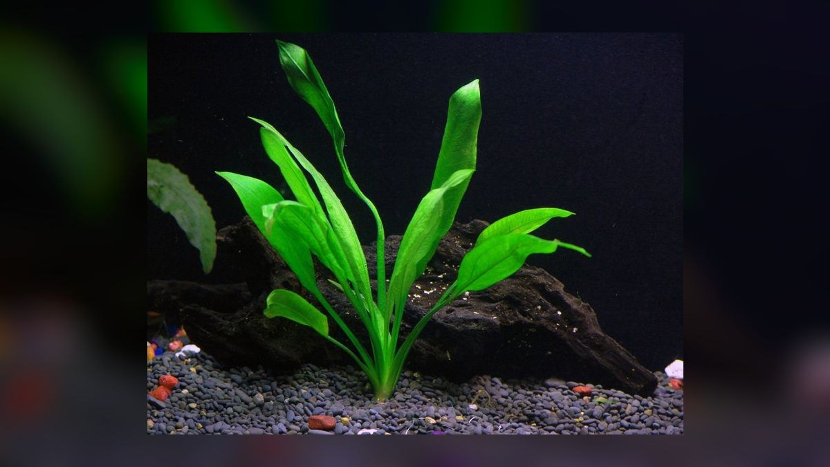 Top 10 Types of Live Aquarium Plants That Require No CO2 Injection — figure 6