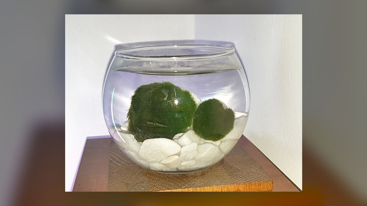 Top 10 Types of Live Aquarium Plants That Require No CO2 Injection — figure 7