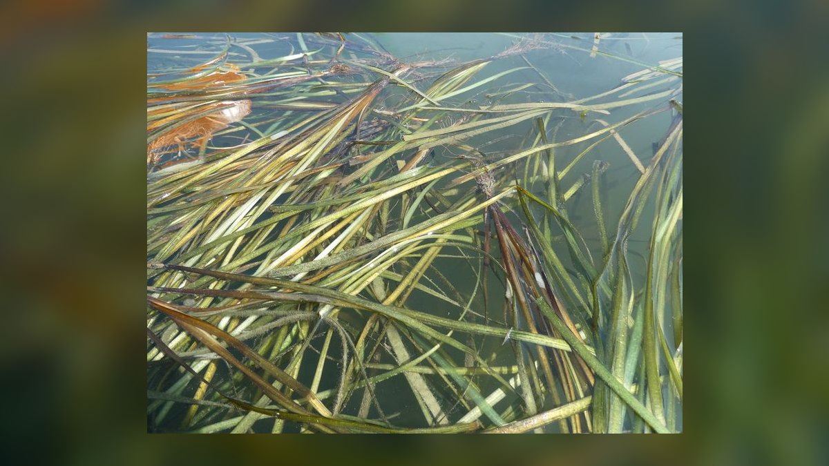 Top 10 Types of Live Aquarium Plants That Require No CO2 Injection — figure 8