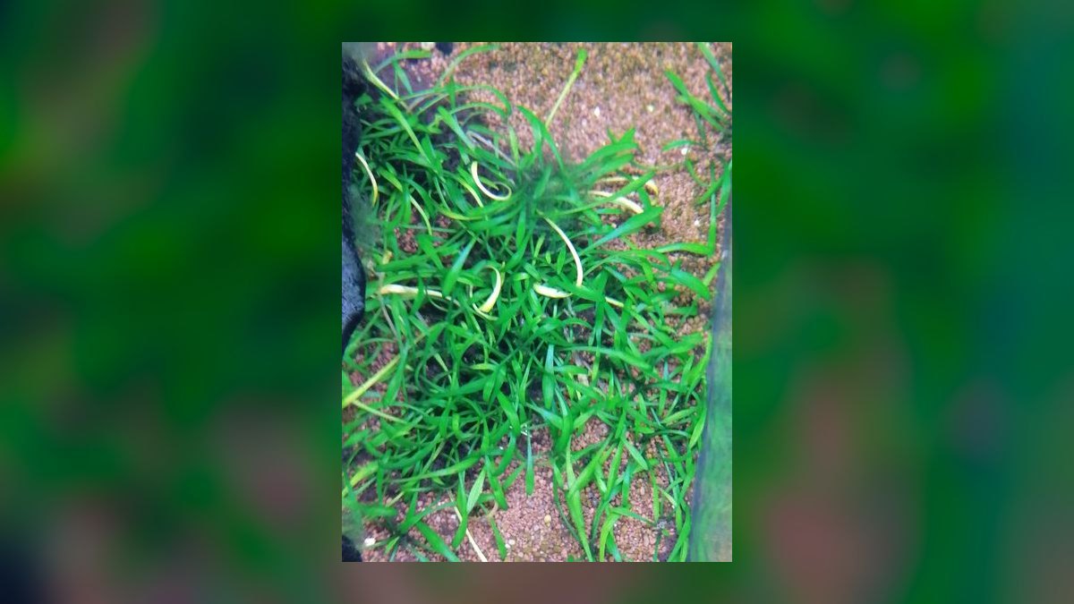 Top 10 Types of Live Aquarium Plants That Require No CO2 Injection — figure 9
