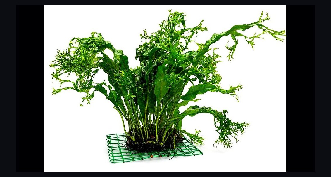 Top 10 Types of Live Aquarium Plants That Require No CO2 Injection in 2027