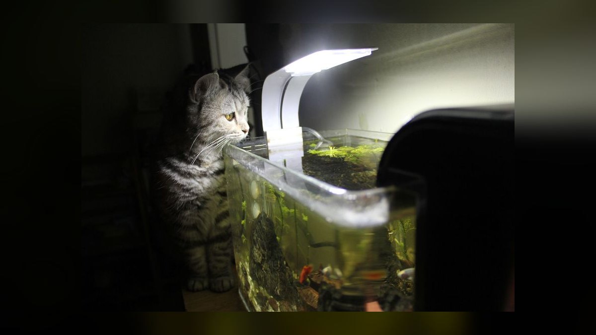 Top 10 Hang-On-Back Filters for Nano Tanks Under 10 Gallons in 2027 — figure 9