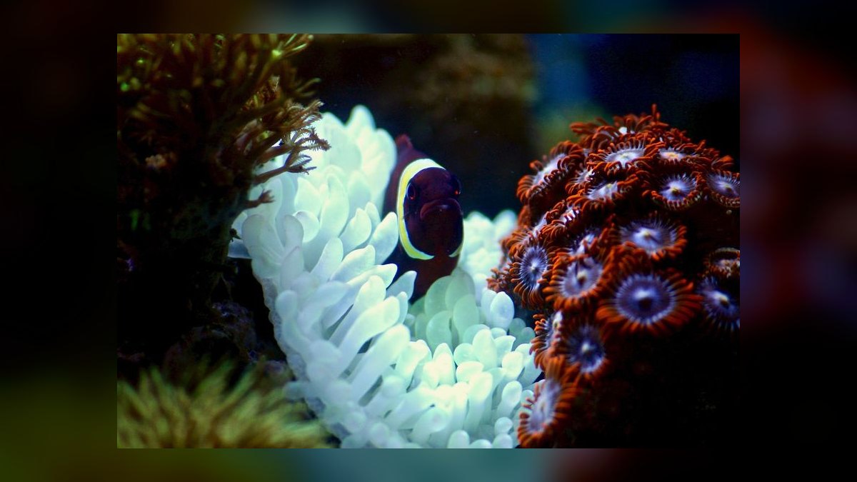 Top 10 Saltwater Fish for a 30-Gallon Reef Tank in 2027 — figure 1