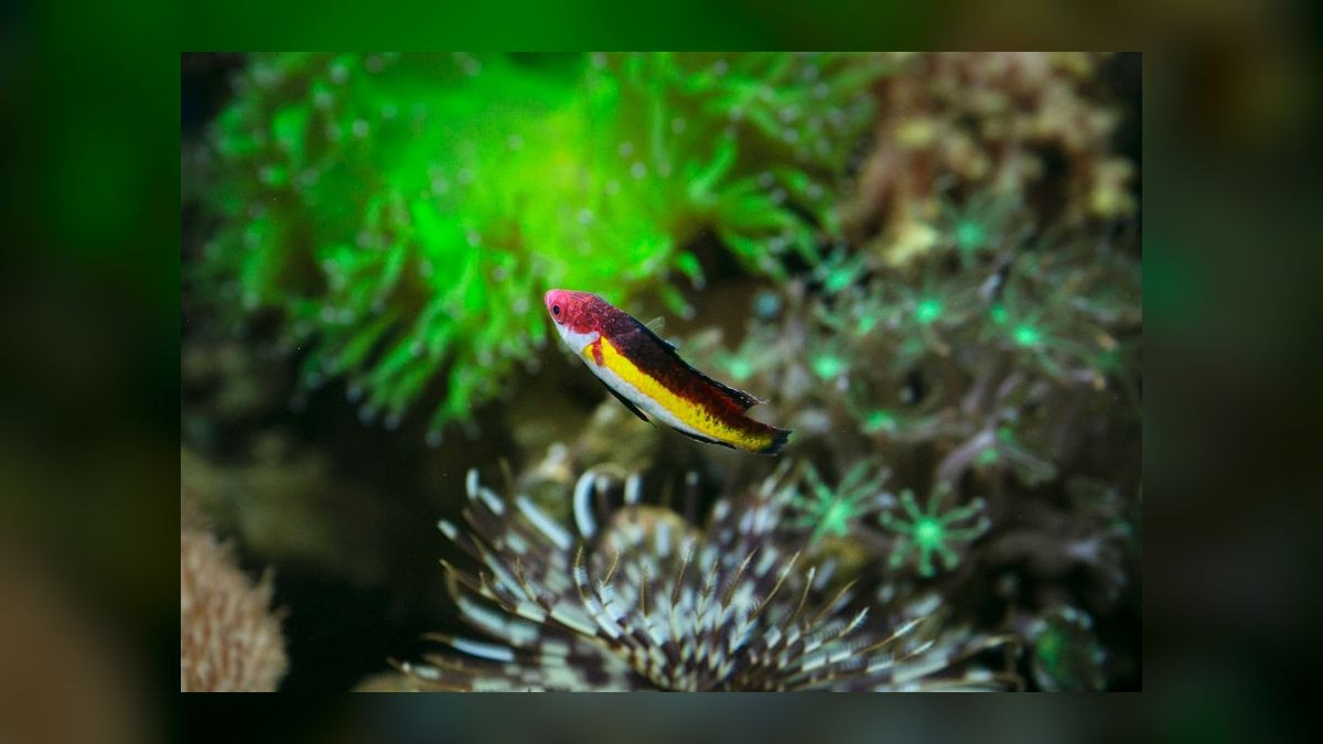 Top 10 Saltwater Fish for a 30-Gallon Reef Tank in 2027 — figure 10