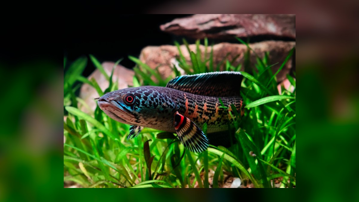 Top 10 Saltwater Fish for a 30-Gallon Reef Tank in 2027 — figure 3