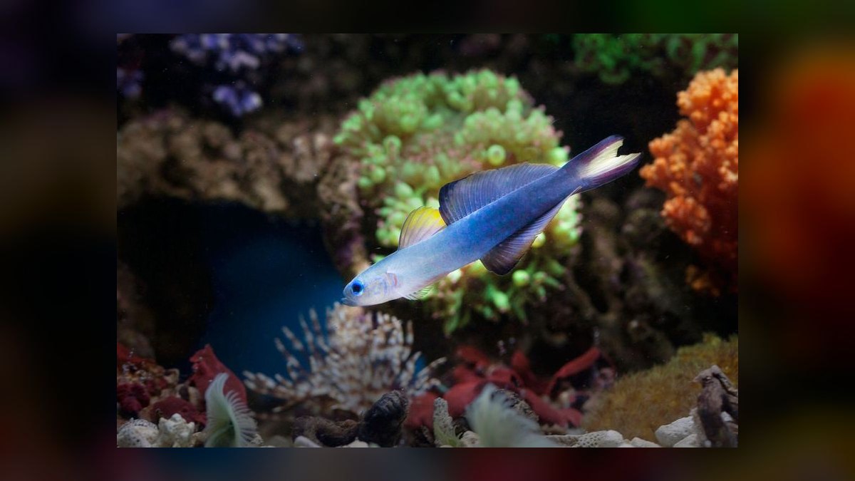 Top 10 Saltwater Fish for a 30-Gallon Reef Tank in 2027 — figure 5