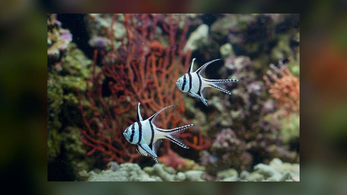 Top 10 Saltwater Fish for a 30-Gallon Reef Tank in 2027 — figure 6