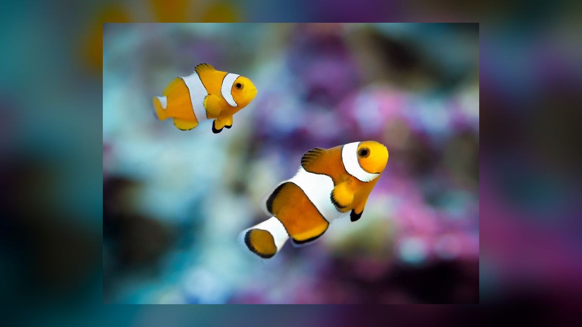Top 10 Saltwater Fish for a 30-Gallon Reef Tank in 2027 — figure 7
