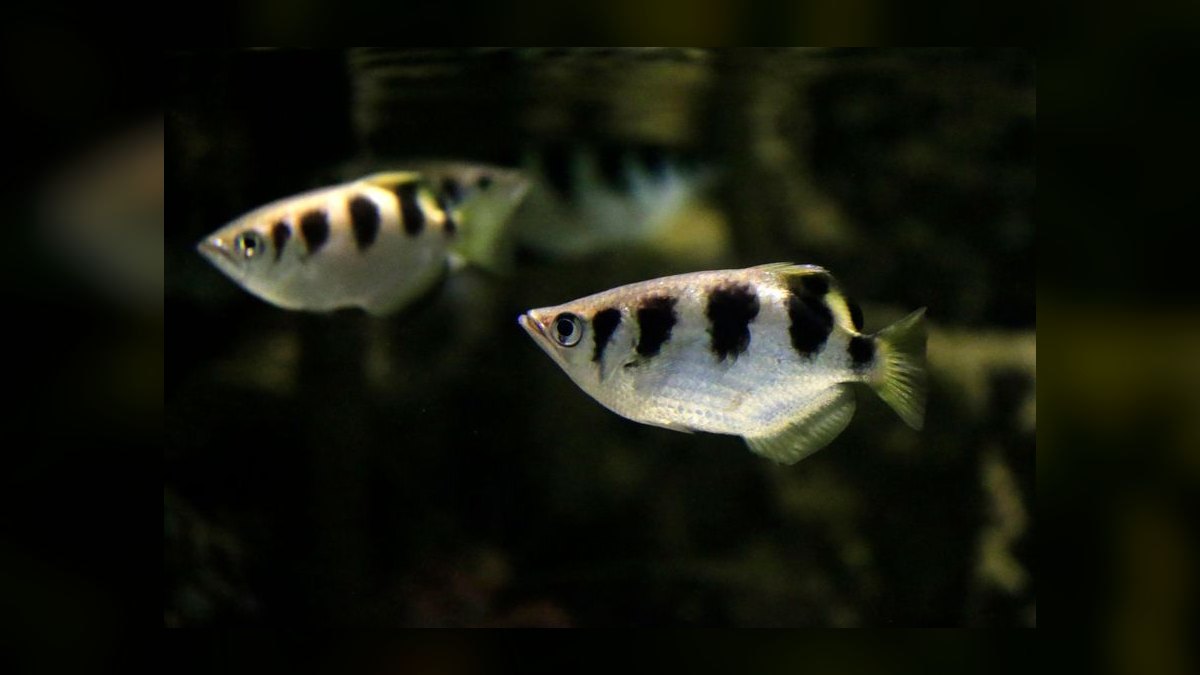Top 10 Saltwater Fish for a 30-Gallon Reef Tank in 2027