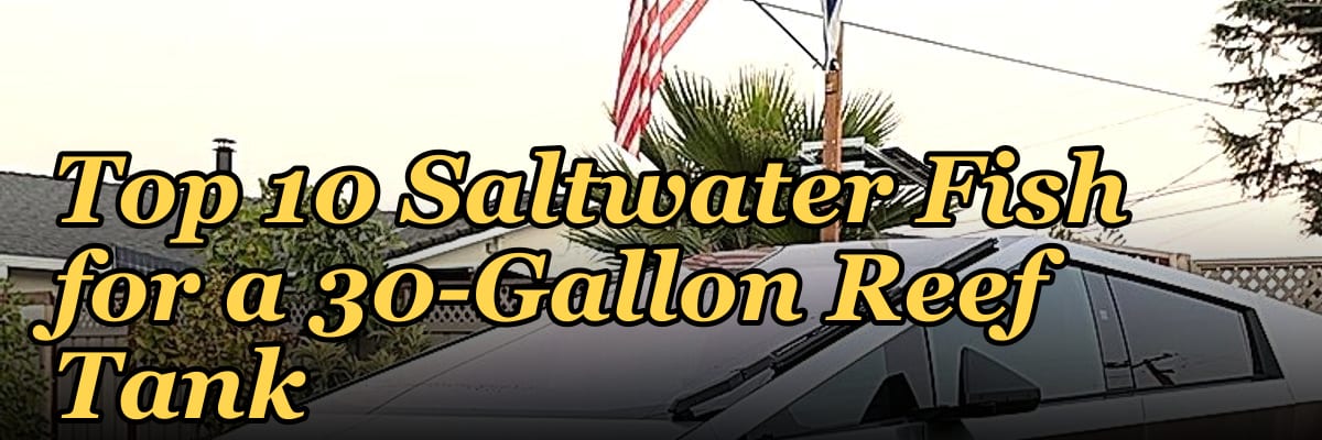 Top 10 Saltwater Fish for a 30-Gallon Reef Tank