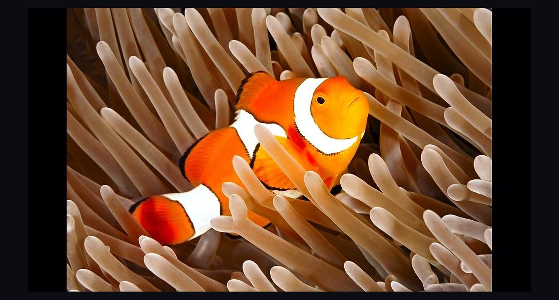 Top 10 Saltwater Fish for a 30-Gallon Reef Tank in 2027