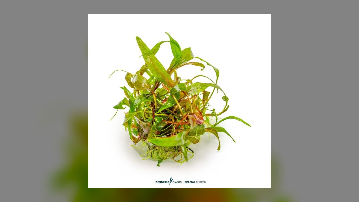 Top 10 Types of Cryptocoryne Plants for Low-Tech Aquariums in 2027 — figure 10