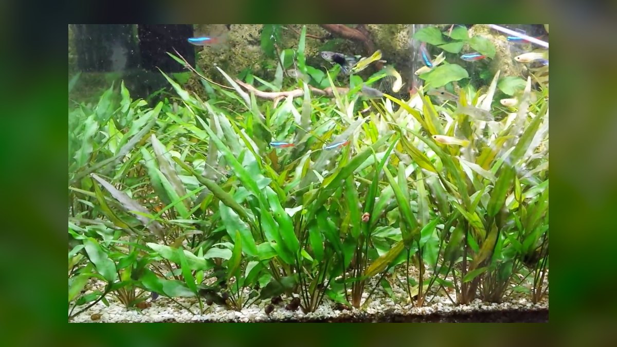 Top 10 Types of Cryptocoryne Plants for Low-Tech Aquariums in 2027 — figure 3