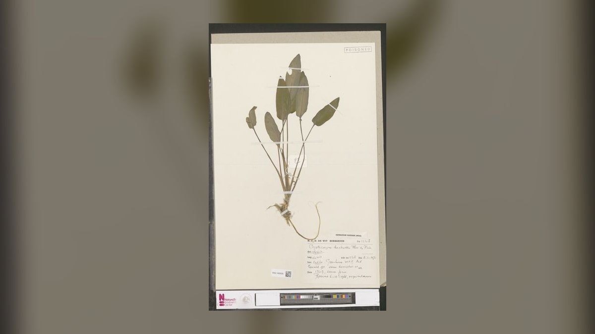 Top 10 Types of Cryptocoryne Plants for Low-Tech Aquariums in 2027 — figure 4