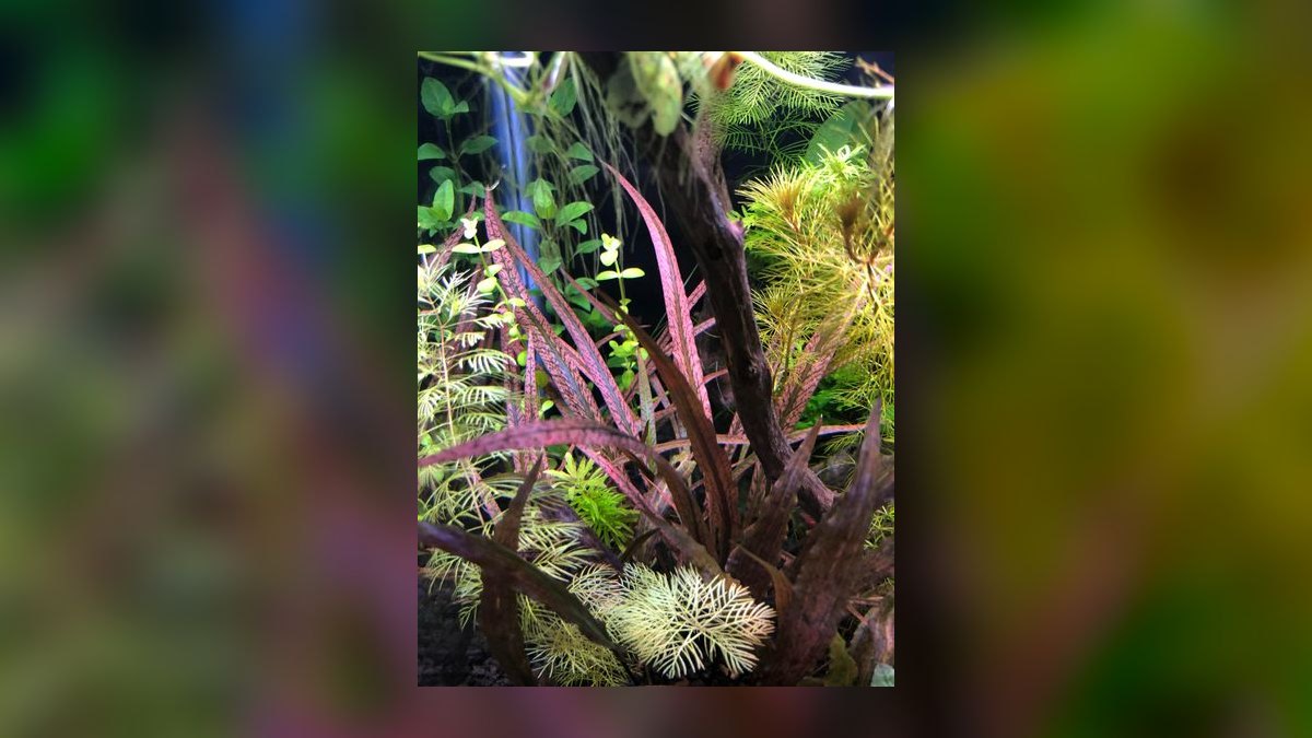 Top 10 Types of Cryptocoryne Plants for Low-Tech Aquariums in 2027 — figure 5