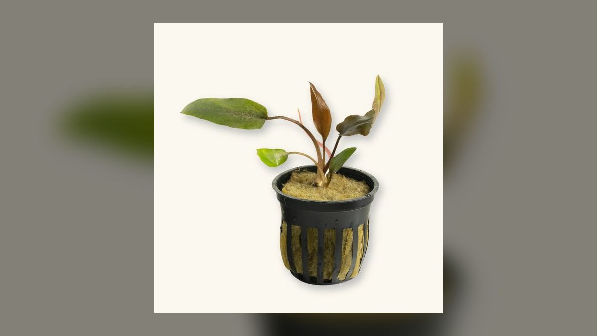 Top 10 Types of Cryptocoryne Plants for Low-Tech Aquariums in 2027 — figure 6