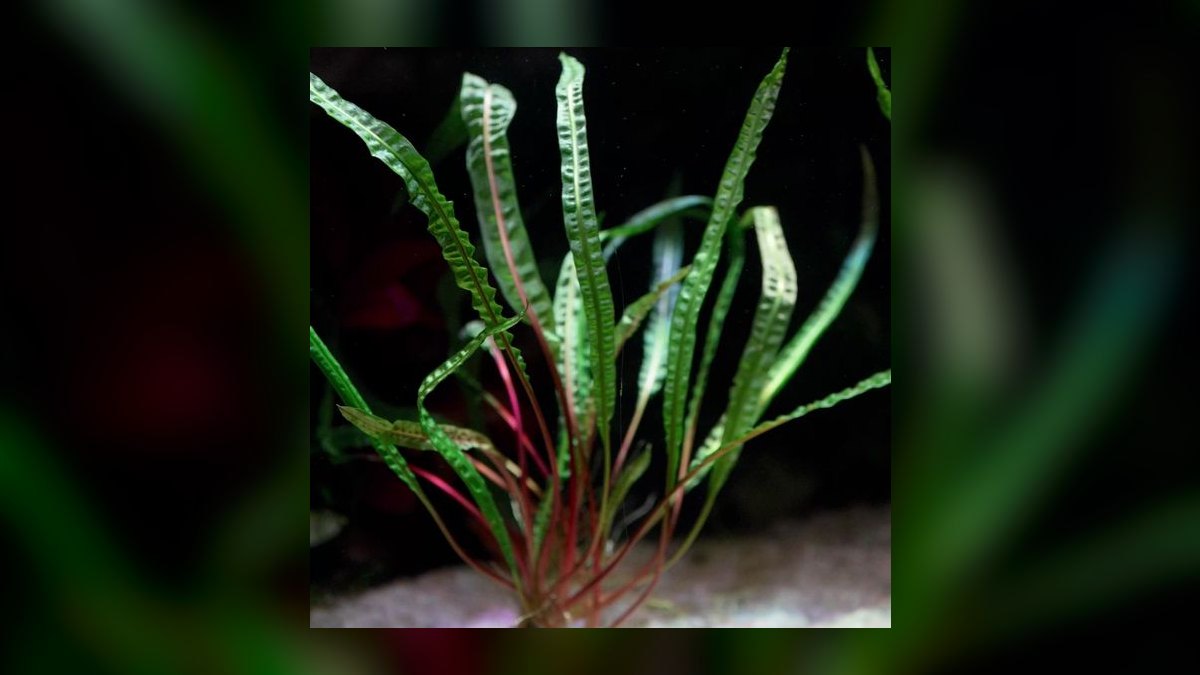 Top 10 Types of Cryptocoryne Plants for Low-Tech Aquariums in 2027 — figure 7