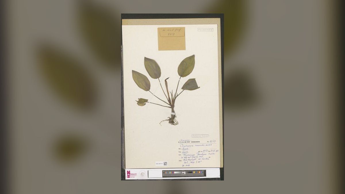 Top 10 Types of Cryptocoryne Plants for Low-Tech Aquariums in 2027 — figure 8