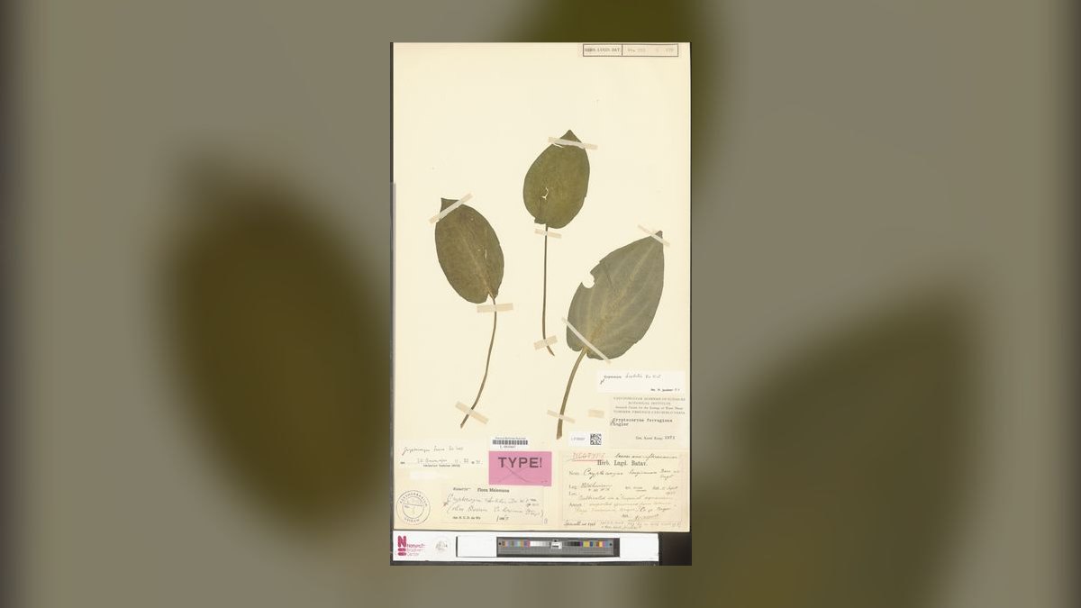 Top 10 Types of Cryptocoryne Plants for Low-Tech Aquariums in 2027 — figure 9