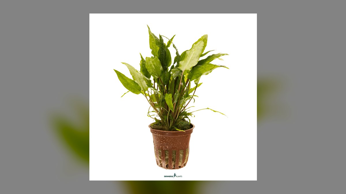 Top 10 Types of Cryptocoryne Plants for Low-Tech Aquariums in 2027