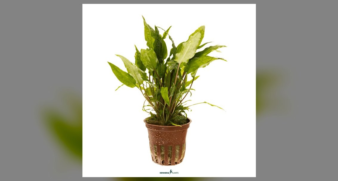 Top 10 Types of Cryptocoryne Plants for Low-Tech Aquariums in 2027