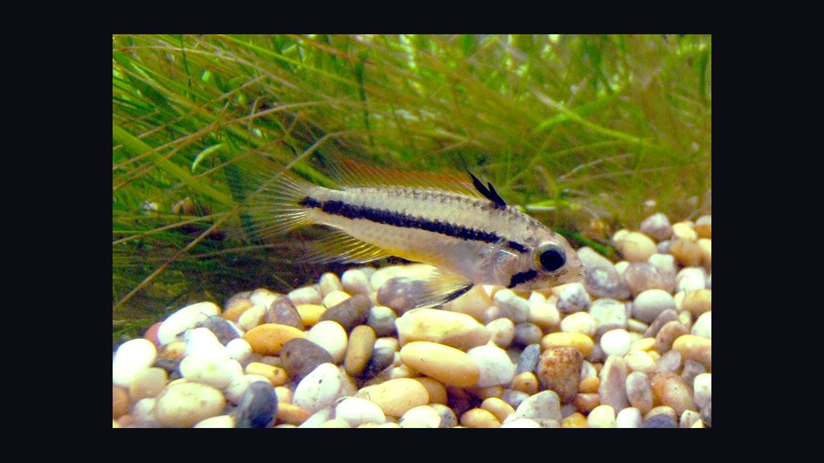 Top 10 Species of Dwarf Cichlids for South American Biotopes in 2027 — figure 1