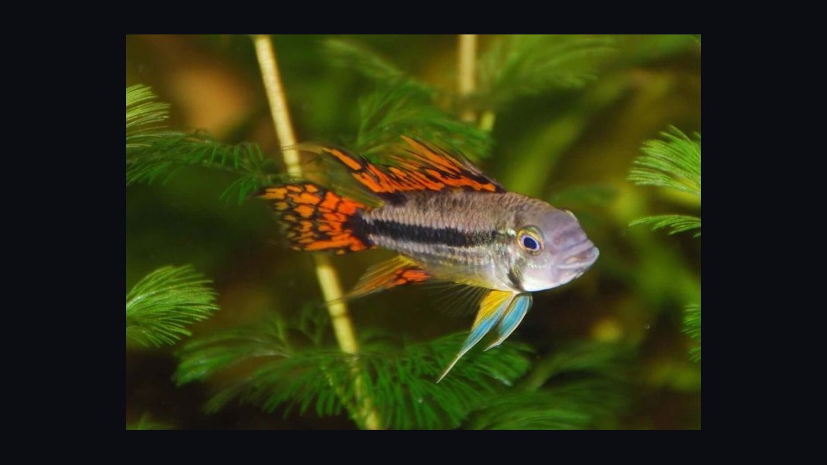 Top 10 Species of Dwarf Cichlids for South American Biotopes in 2027 — figure 10
