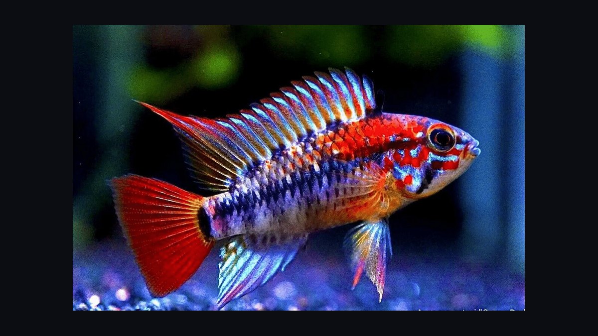 Top 10 Species of Dwarf Cichlids for South American Biotopes in 2027 — figure 3