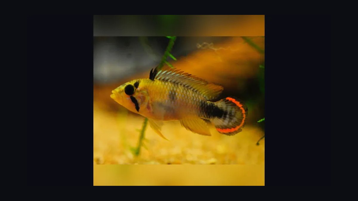 Top 10 Species of Dwarf Cichlids for South American Biotopes in 2027 — figure 4