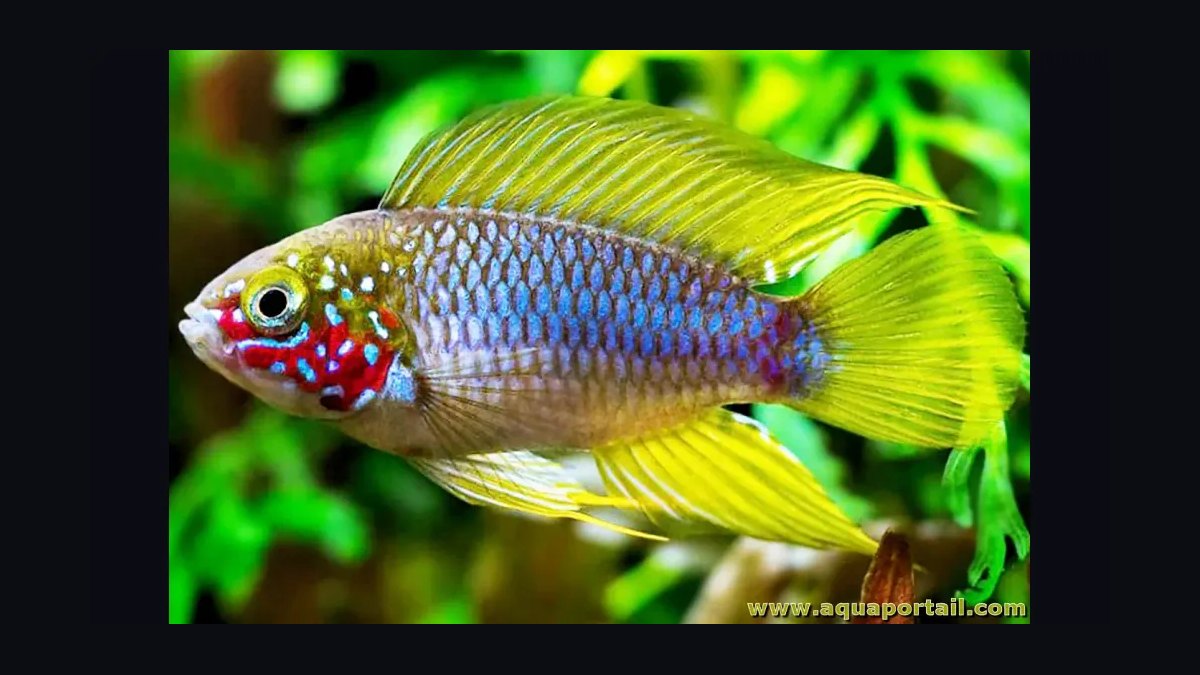 Top 10 Species of Dwarf Cichlids for South American Biotopes in 2027 — figure 5