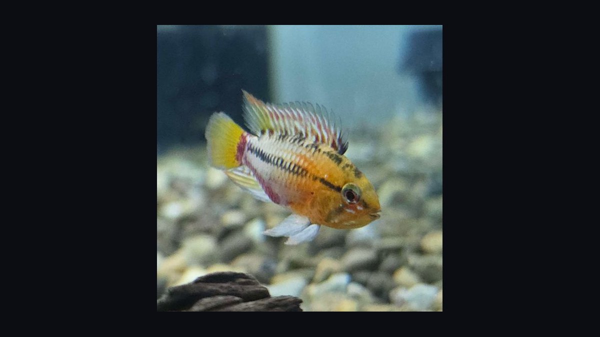 Top 10 Species of Dwarf Cichlids for South American Biotopes in 2027 — figure 6