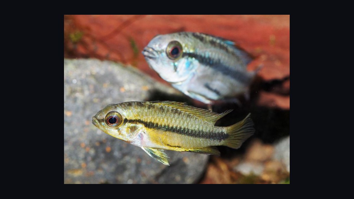 Top 10 Species of Dwarf Cichlids for South American Biotopes in 2027 — figure 7