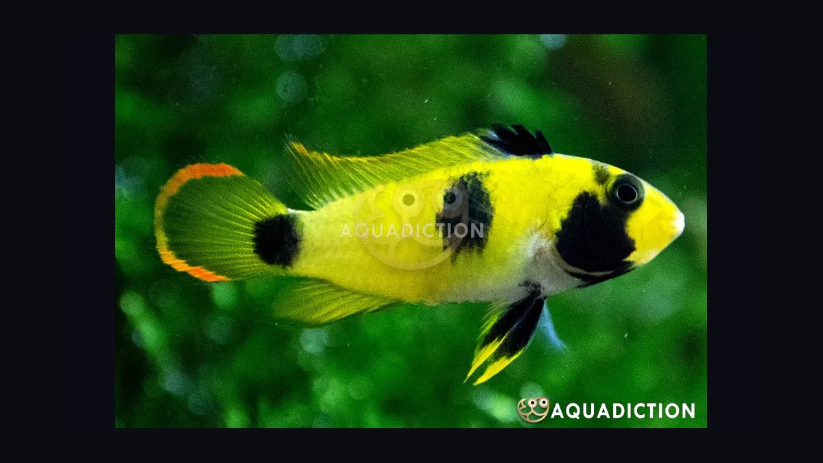 Top 10 Species of Dwarf Cichlids for South American Biotopes in 2027 — figure 8