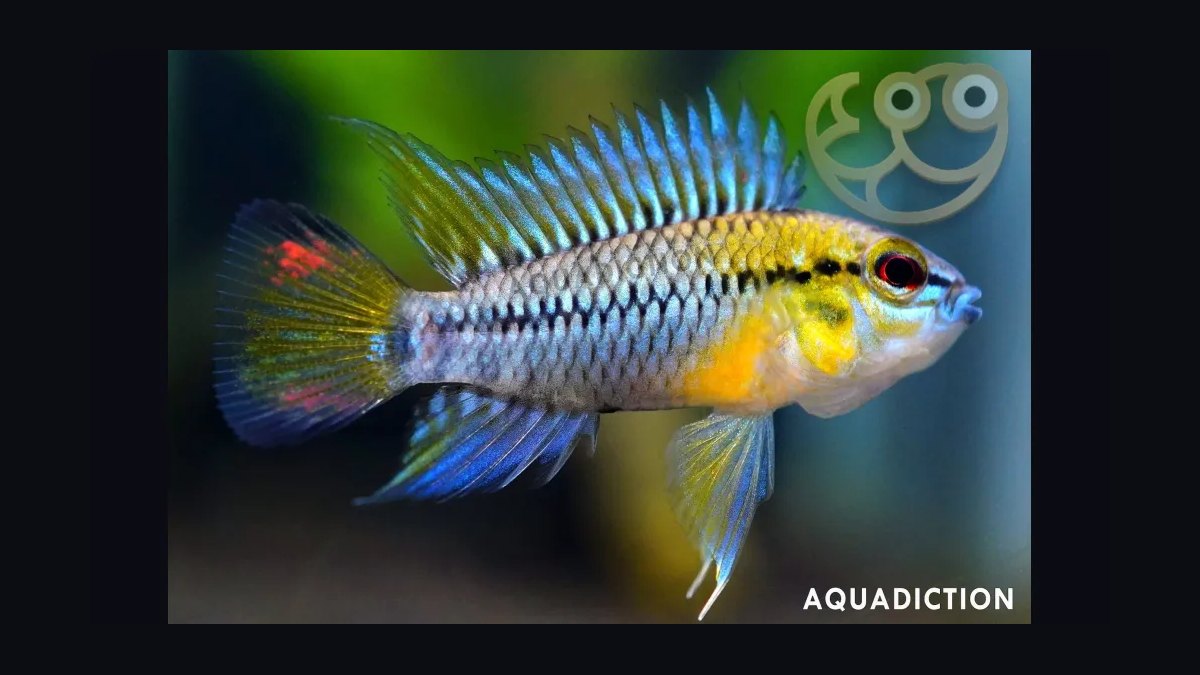 Top 10 Species of Dwarf Cichlids for South American Biotopes in 2027 — figure 9
