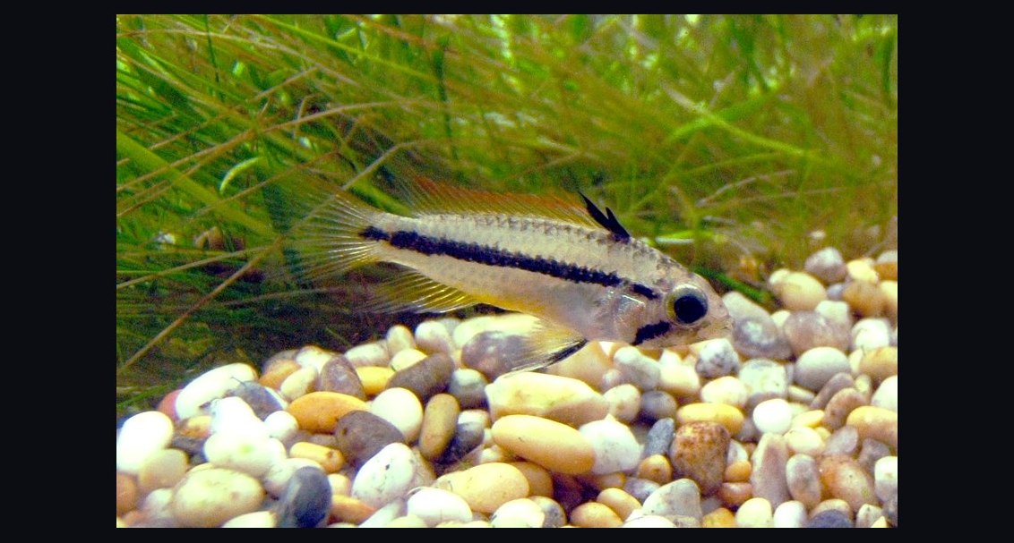 Top 10 Species of Dwarf Cichlids for South American Biotopes in 2027