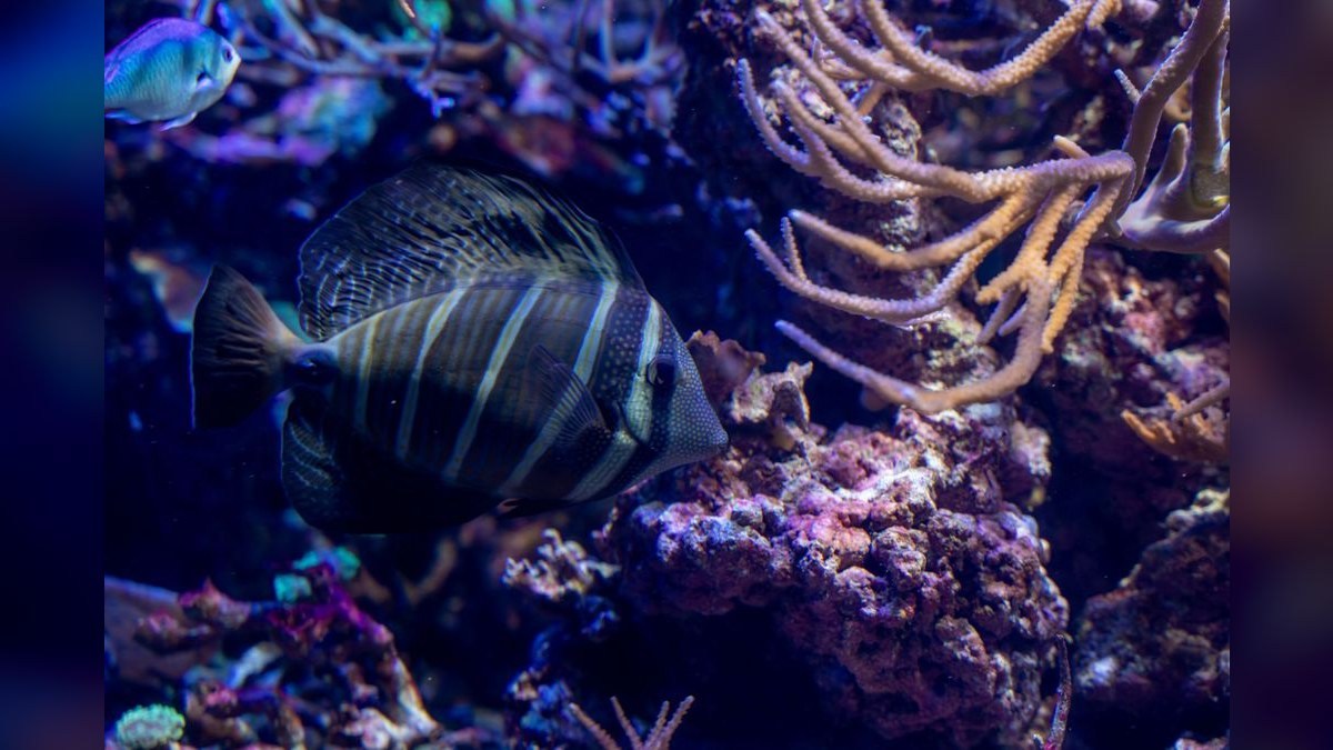 Top 10 Aquarium Glass Cleaners and Magnetic Scrapers in 2027