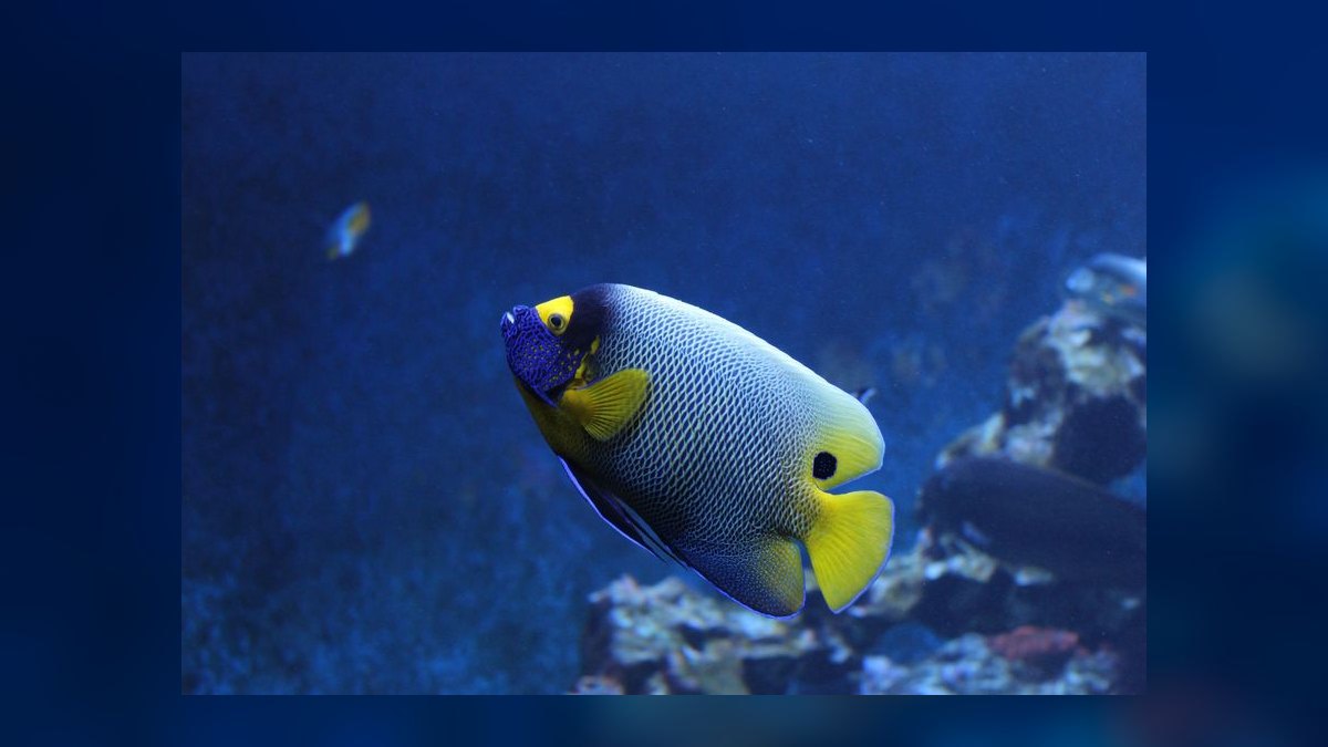 Top 10 UV Sterilizers for Clearing Green Water in Ponds and Tanks in 2027 — figure 5