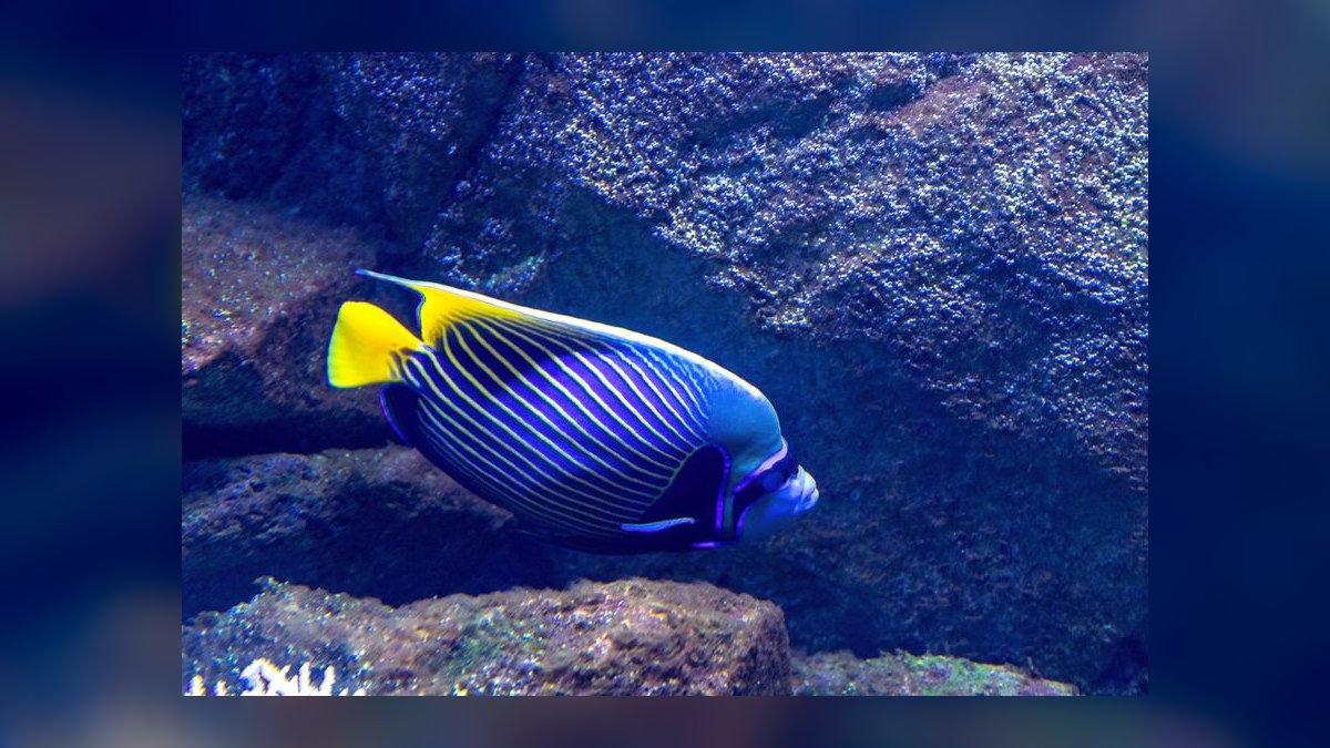 Top 10 UV Sterilizers for Clearing Green Water in Ponds and Tanks in 2027 — figure 8