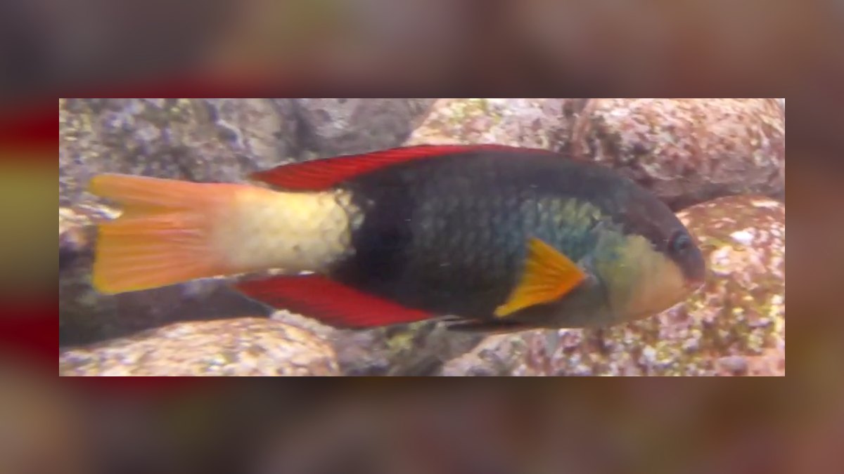 Top 10 Species of Rainbowfish for Community Tanks — figure 10