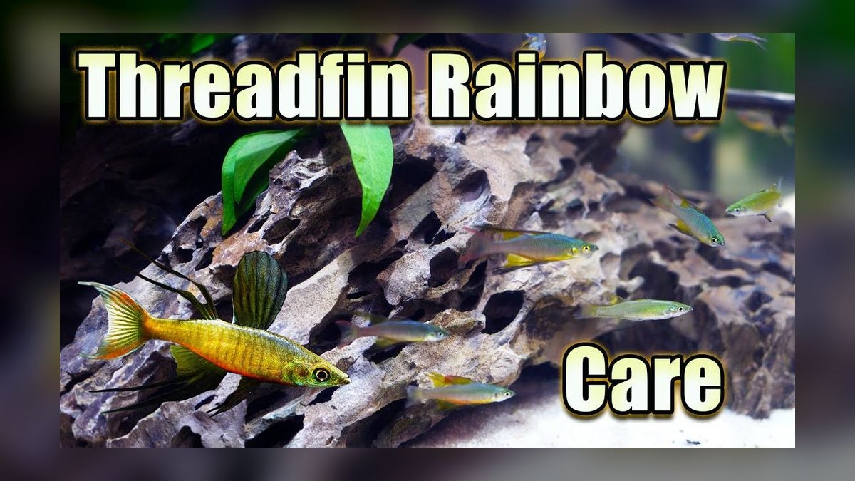 Top 10 Species of Rainbowfish for Community Tanks — figure 2