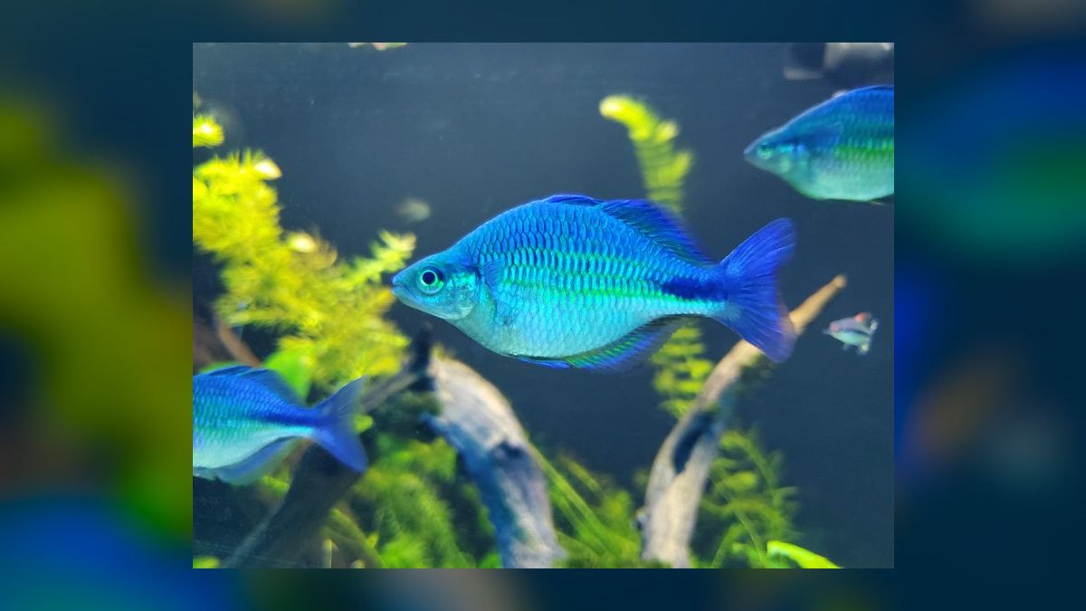 Top 10 Species of Rainbowfish for Community Tanks — figure 3