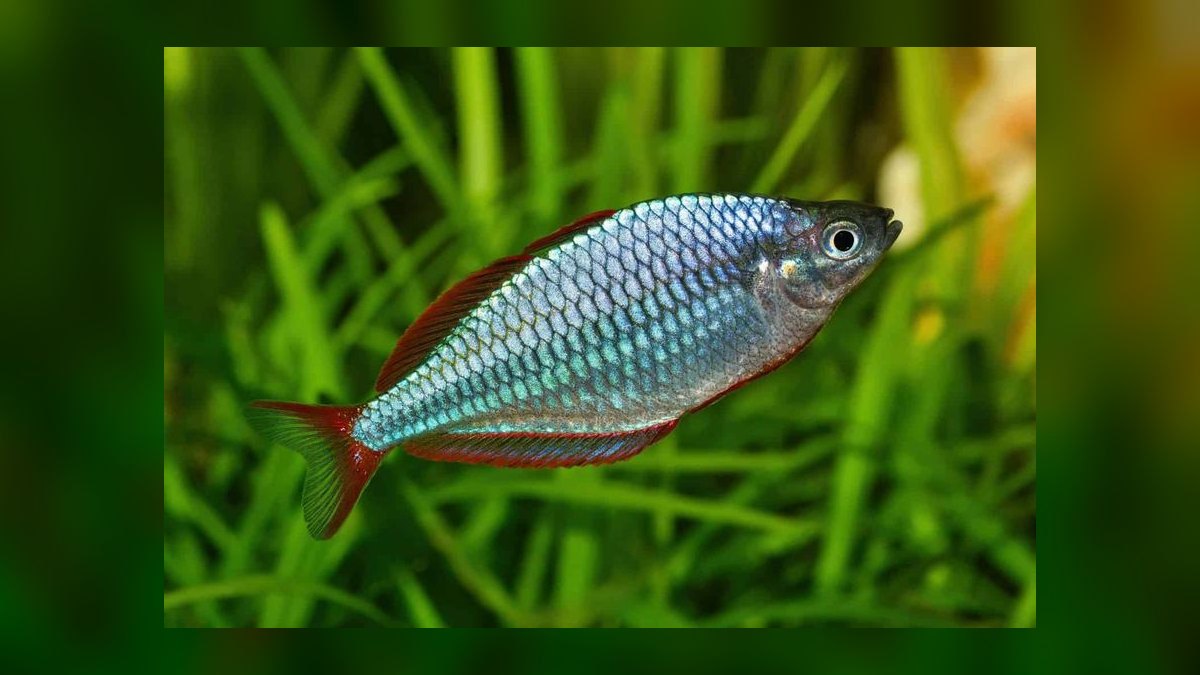 Top 10 Species of Rainbowfish for Community Tanks — figure 4