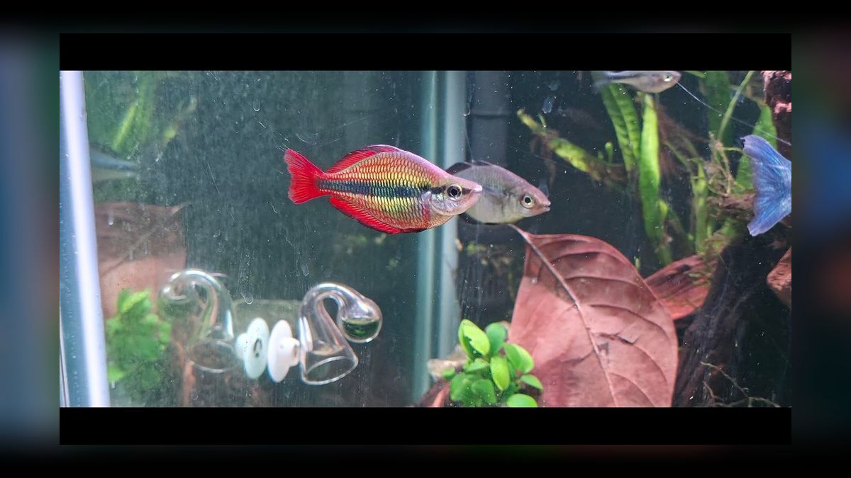 Top 10 Species of Rainbowfish for Community Tanks — figure 5