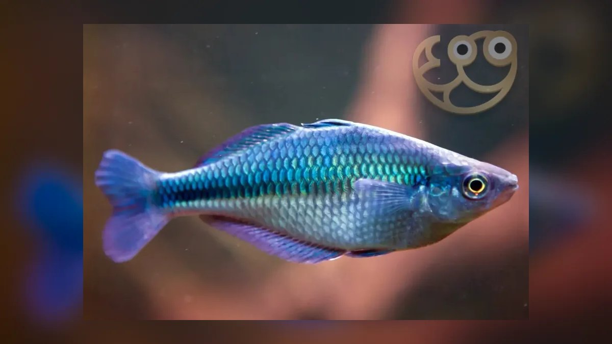 Top 10 Species of Rainbowfish for Community Tanks — figure 6